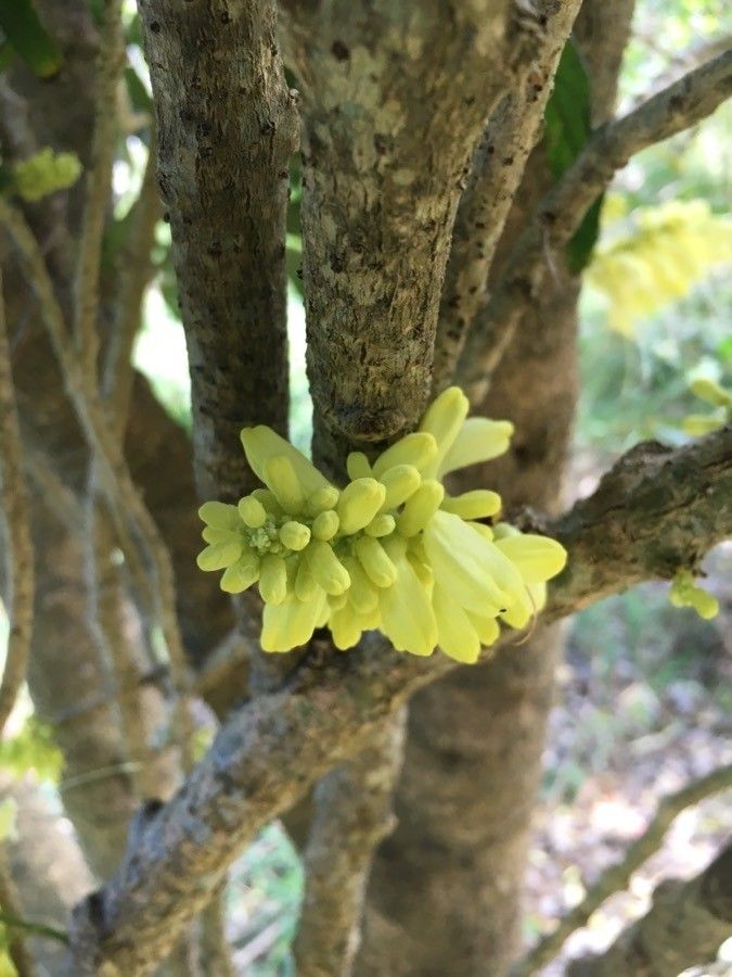 Oxera sulfurea flower
