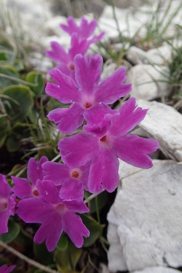 Primula spectabilis — houseplant care guide