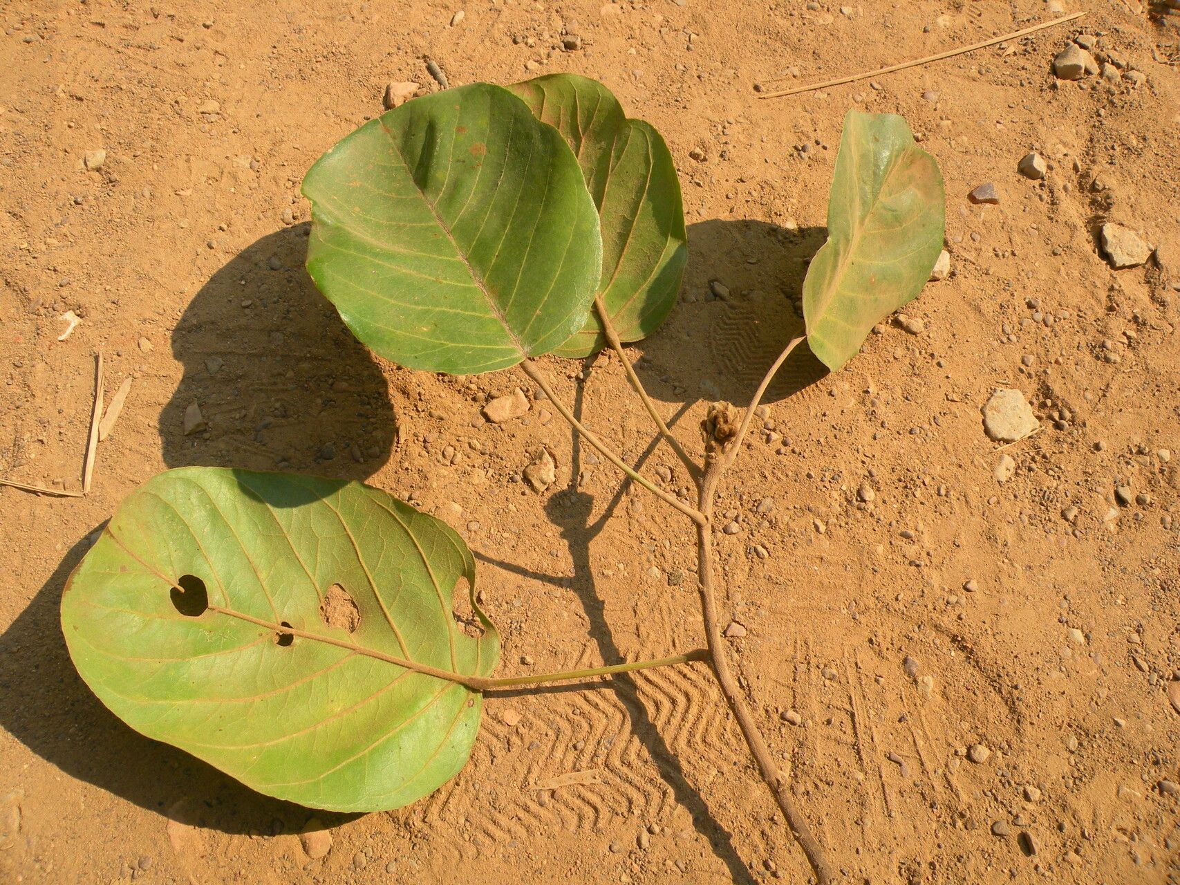 Baphia bequaertii — related species from the same genus