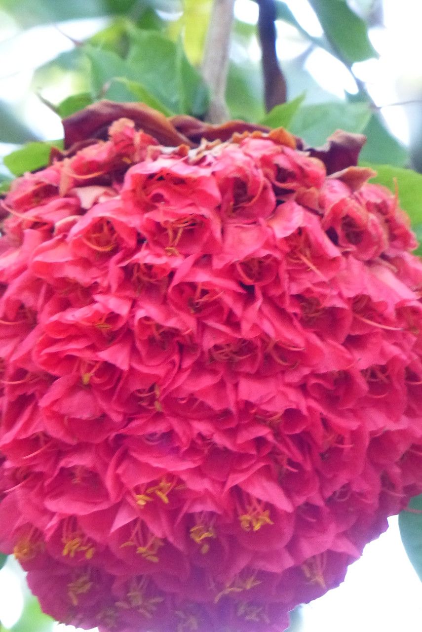Brownea grandiceps flower