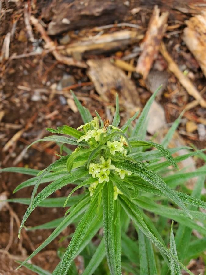 Lithospermum ruderale flower