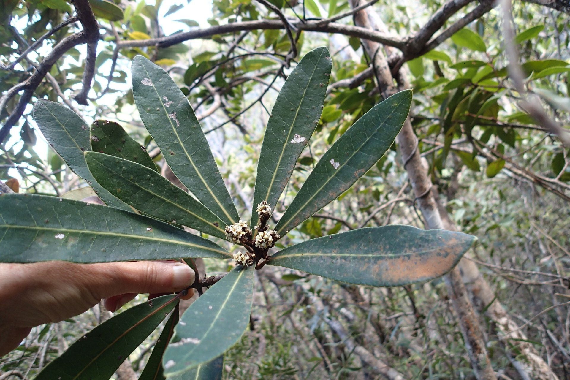 Semecarpus poyaensis leaf