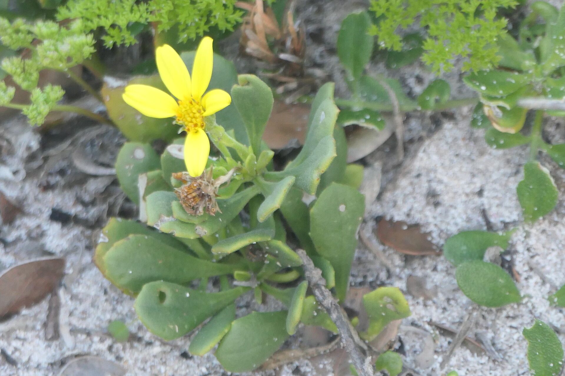 Chrysanthemoides monilifera flower