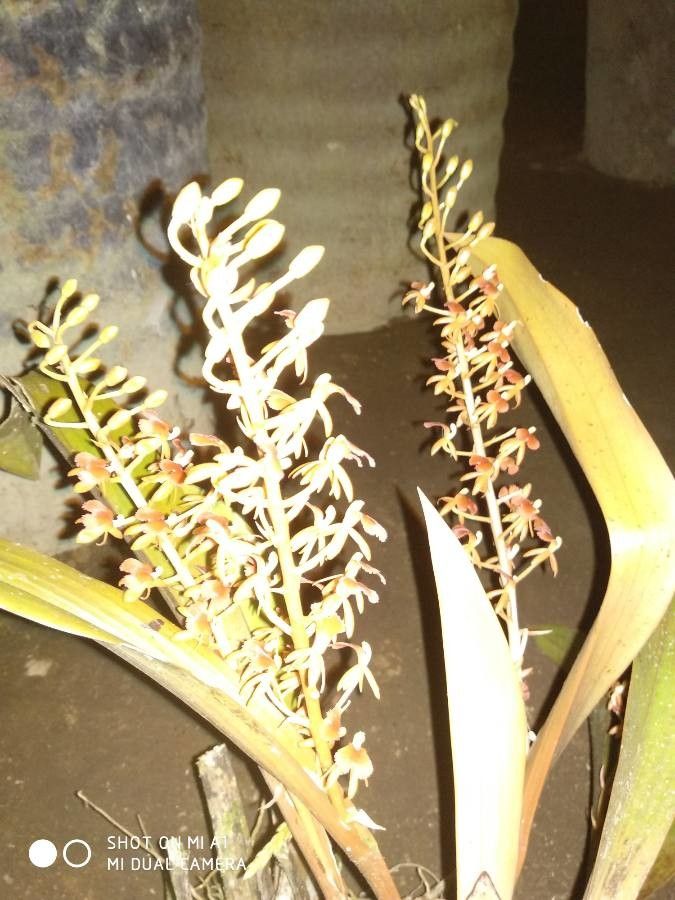 Liparis condylobulbon flower