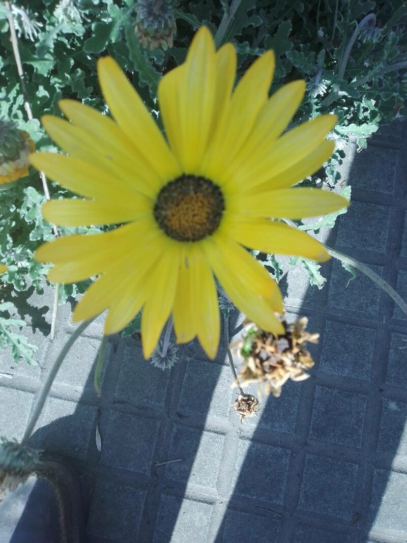 Arctotis acaulis flower