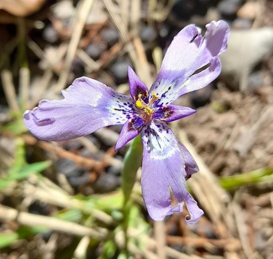 Herbertia lahue flower