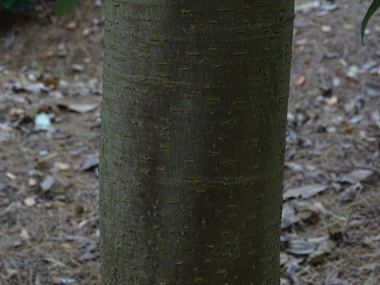 Magnolia decidua bark