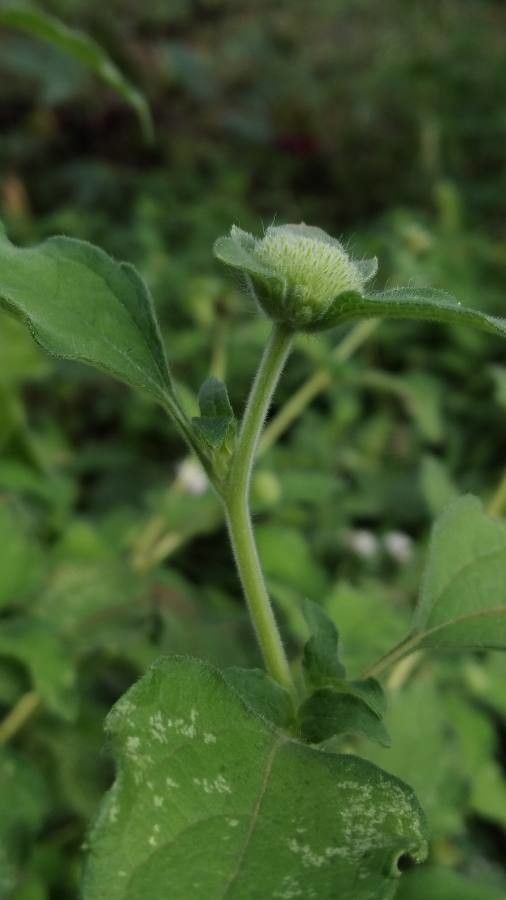 Lagascea mollis other