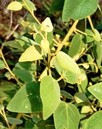 Morisonia crotonoides — related species from the same genus