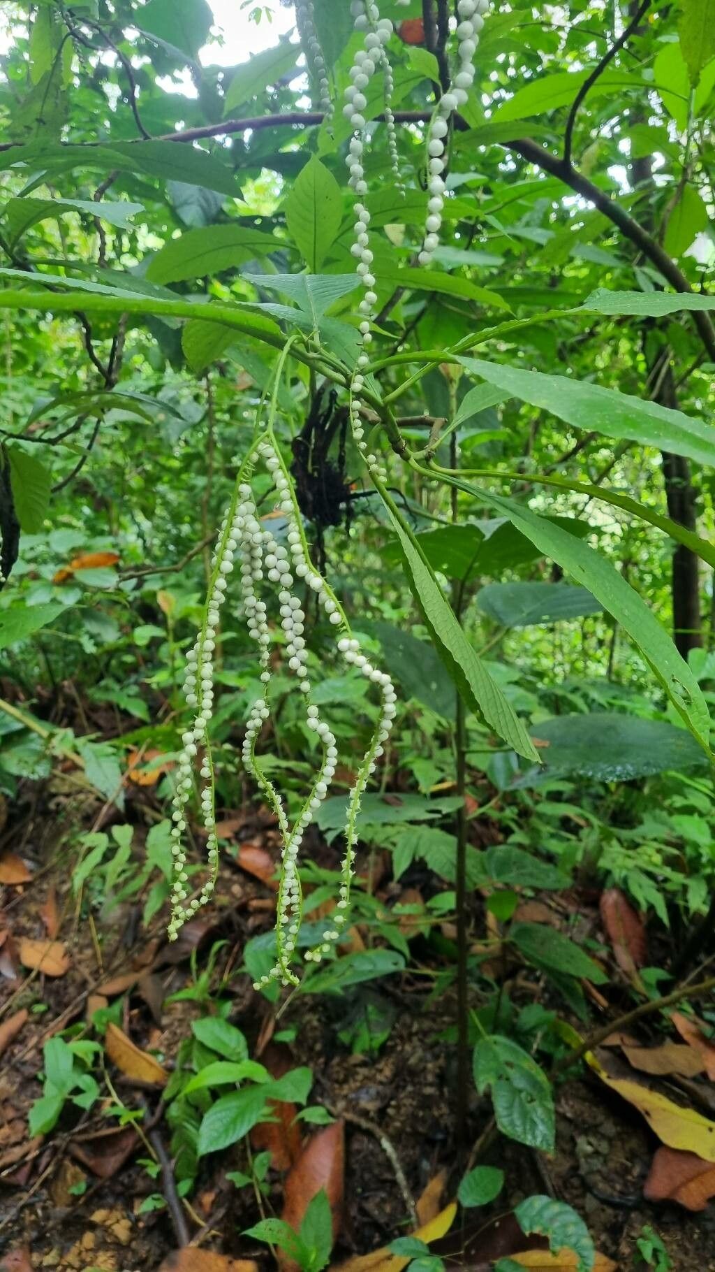 Tournefortia glabra other