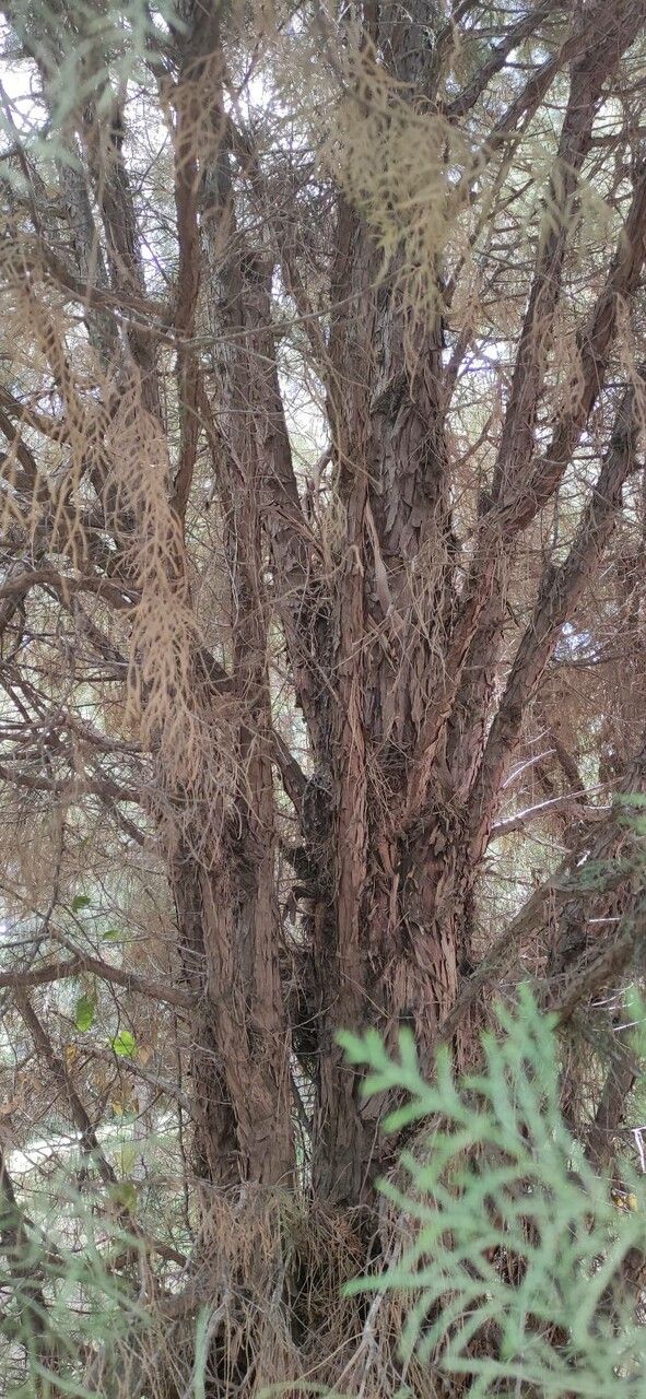 Cupressus chengiana bark