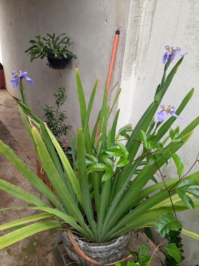 Neomarica caerulea habit