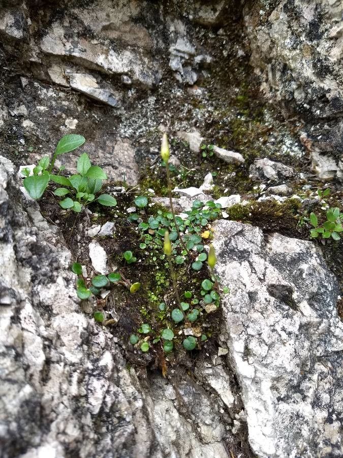 Soldanella minima habit