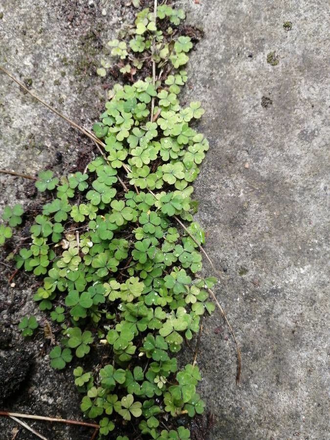 Oxalis exilis — search result for 'Oxalis'