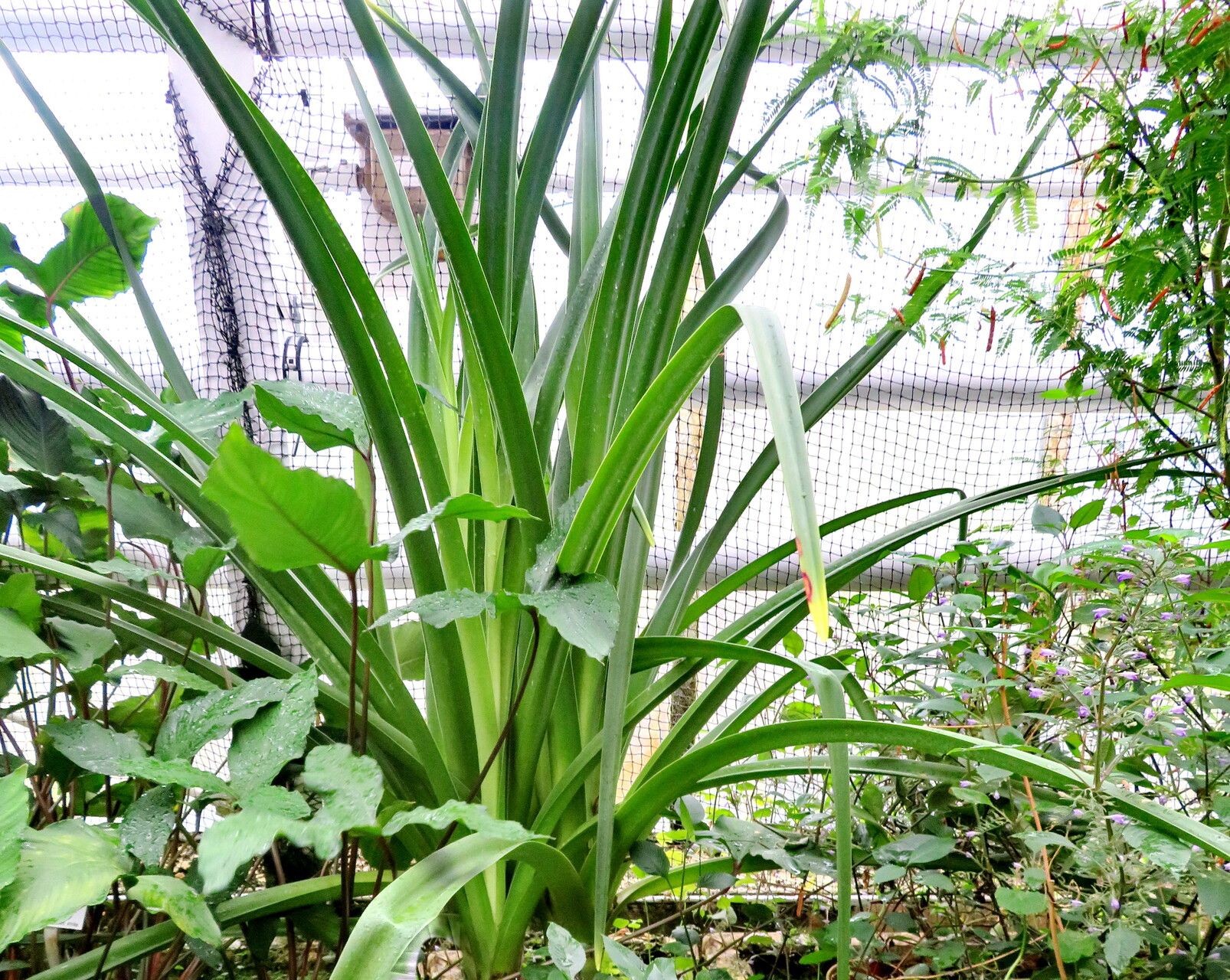 Crinum hildebrandtii — search result for 'Crinum'