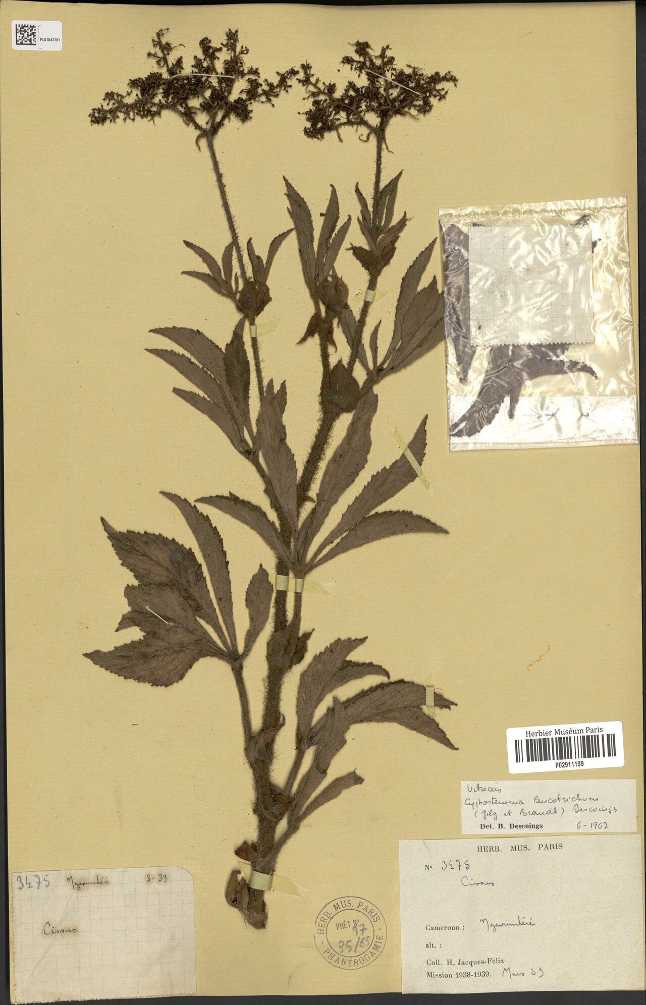 Cyphostemma leucotrichum — houseplant care guide