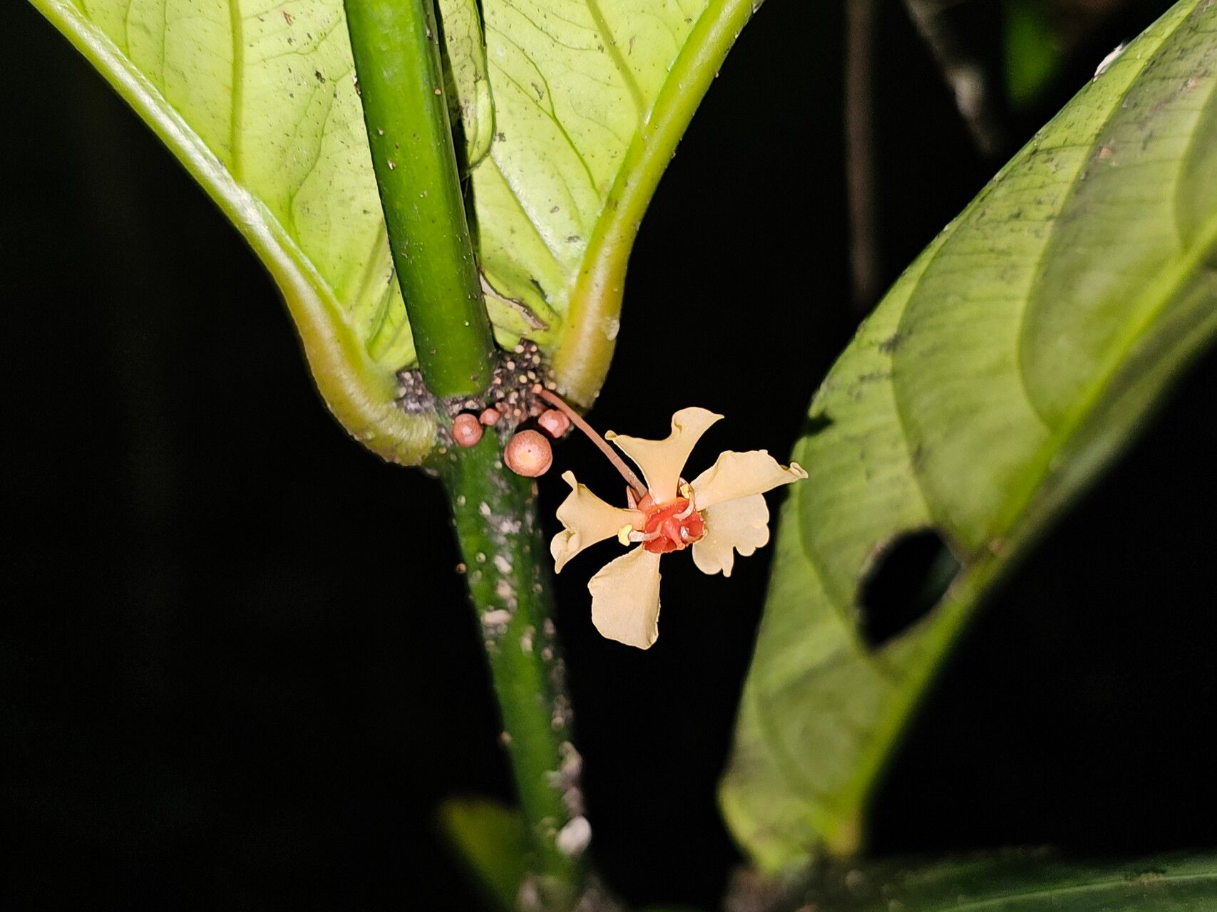 Salacia diplasia — houseplant care guide