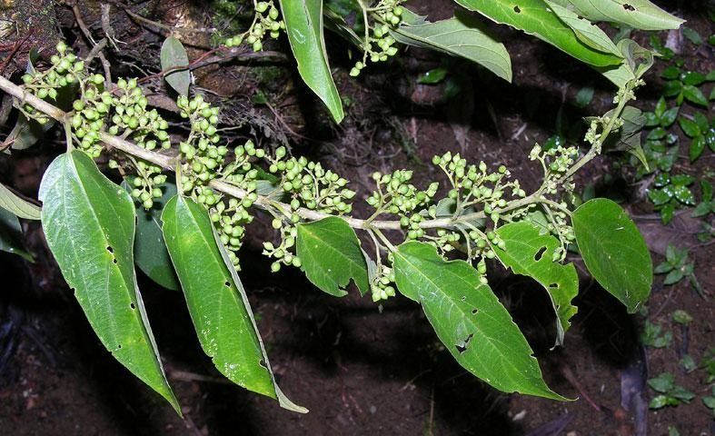 Pouzolzia obliqua — houseplant care guide