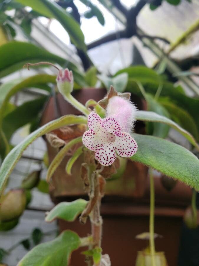 Kohleria hirsuta flower