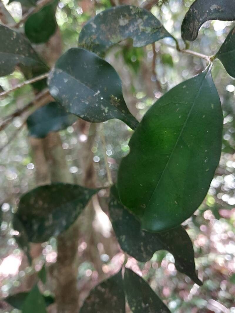Noronhia olearia leaf