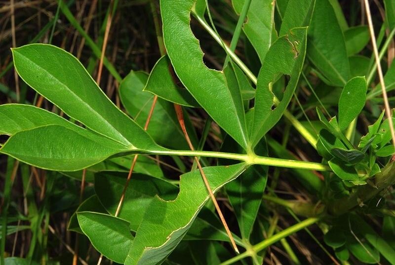 Heteromorpha involucrata — related species from the same genus
