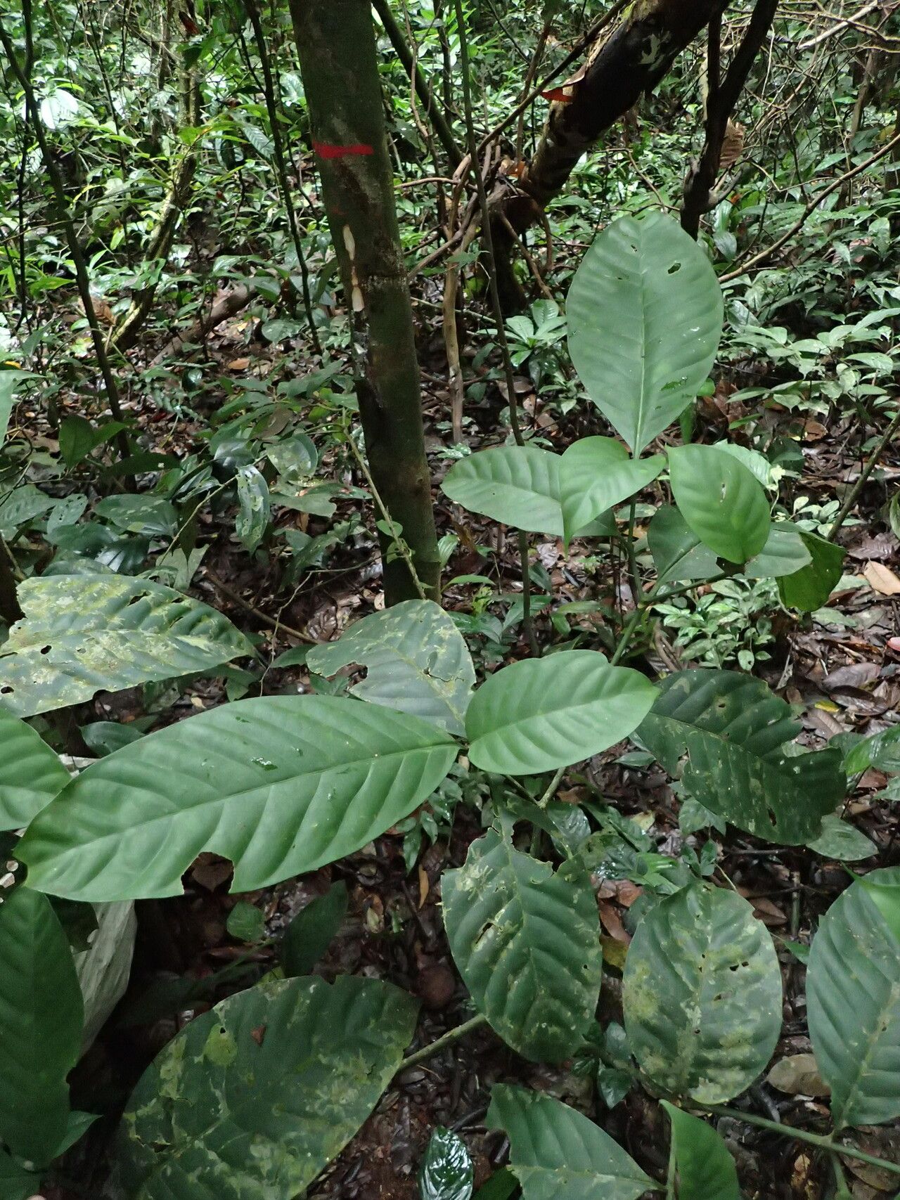 Tabernaemontana penduliflora habit