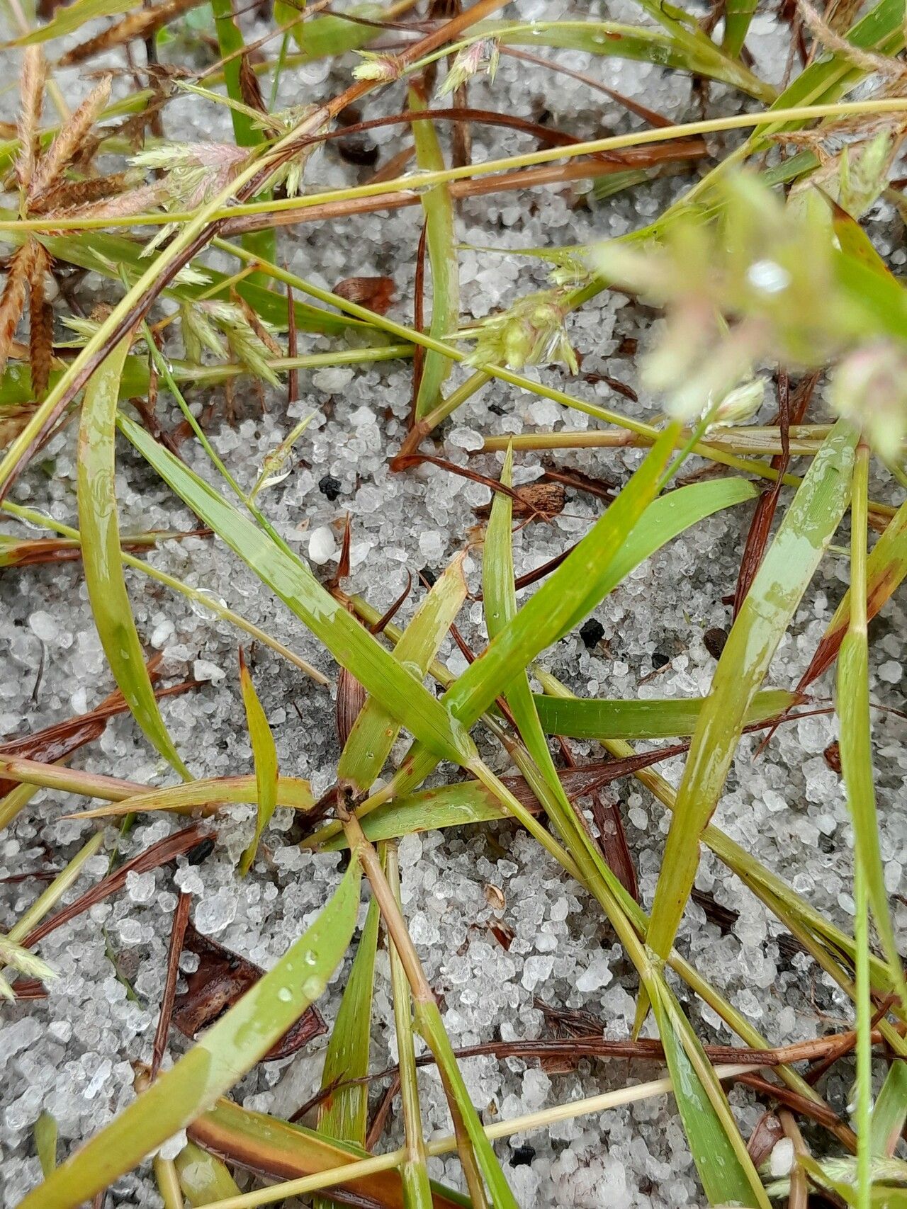 Eragrostis maypurensis habit