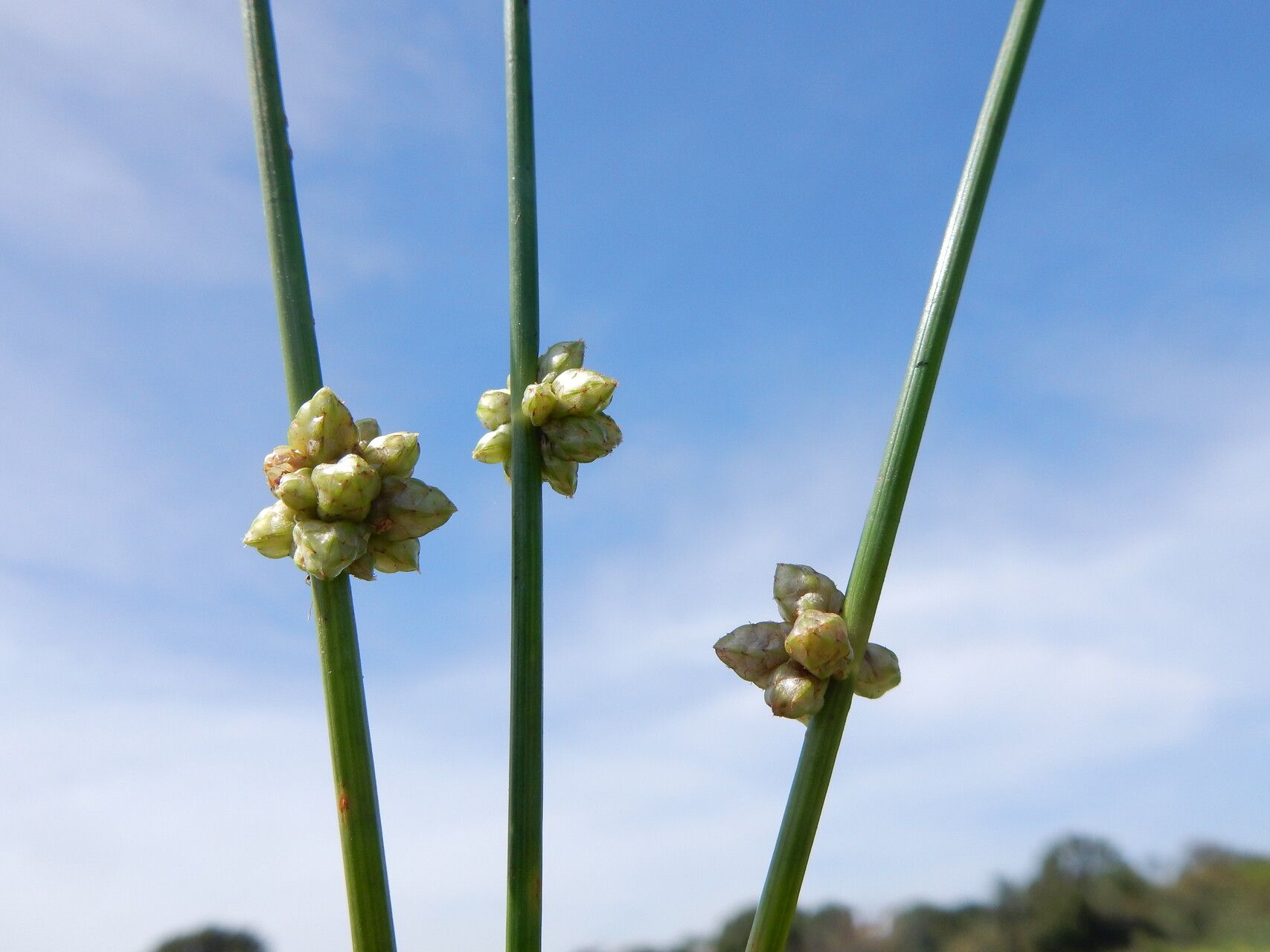 Schoenoplectiella juncea flower