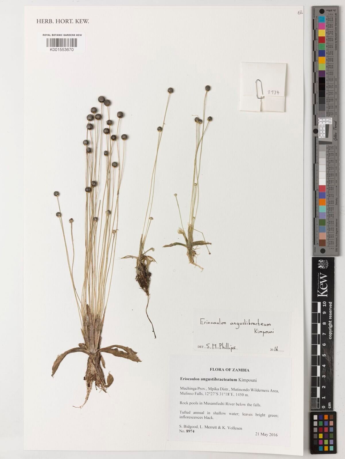 Eriocaulon angustibracteum — related species from the same genus