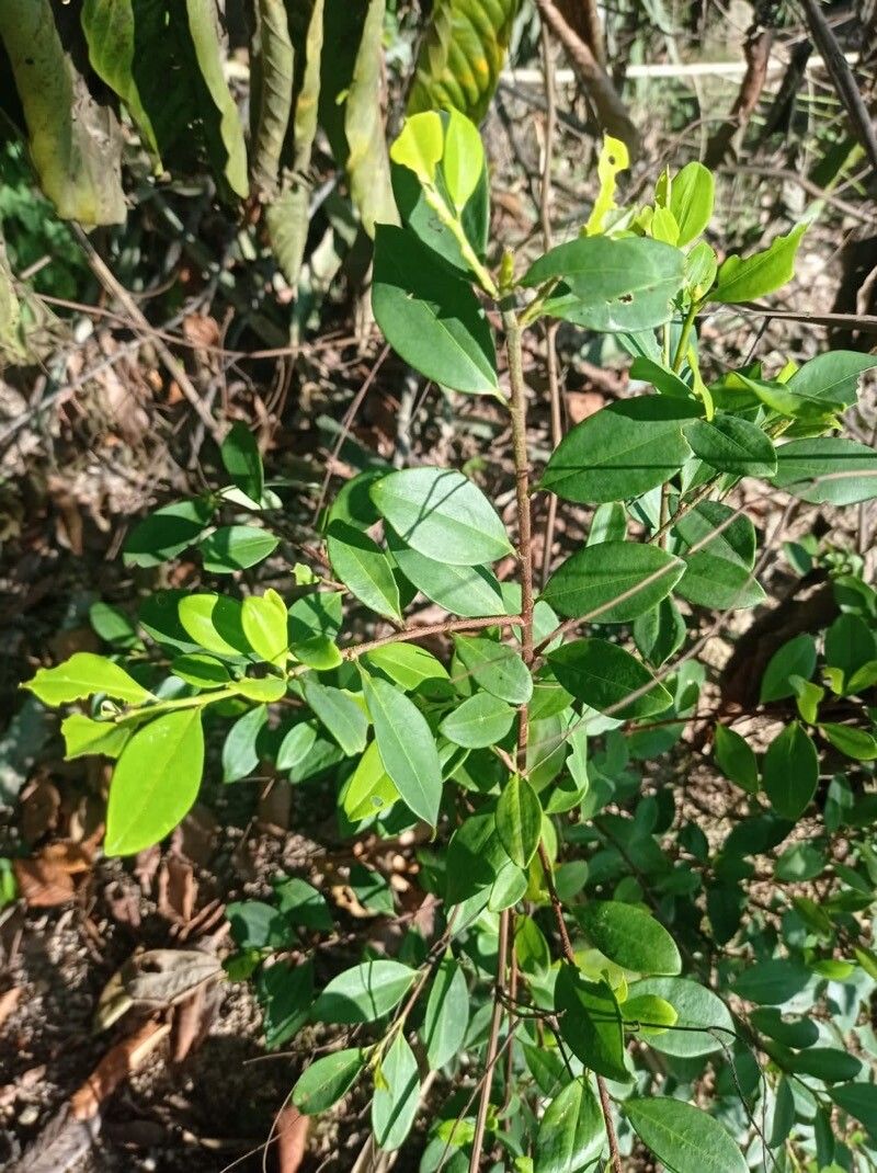 Ilex coriacea — search result for 'Ilex'