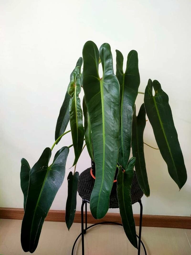 Philodendron spiritus-sancti — pet friendly houseplant