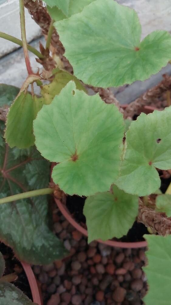 Begonia plebeja leaf