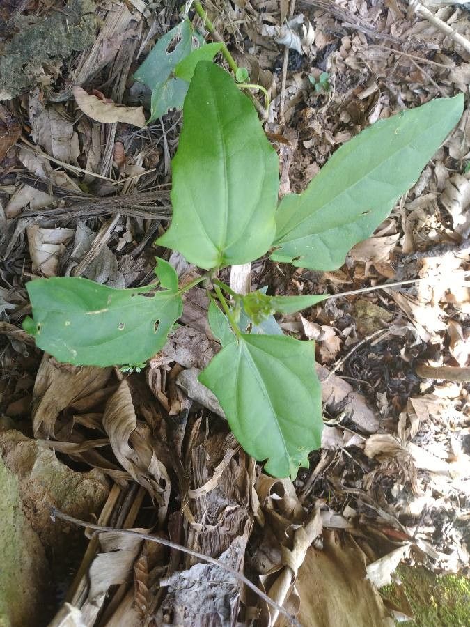 Thunbergia laevis — search result for 'Thunbergia'
