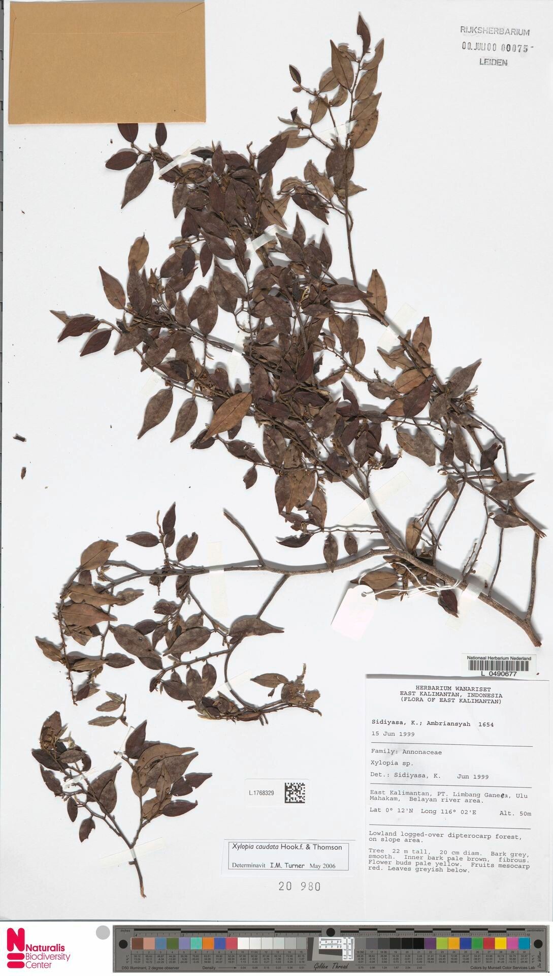 Xylopia caudata — houseplant care guide