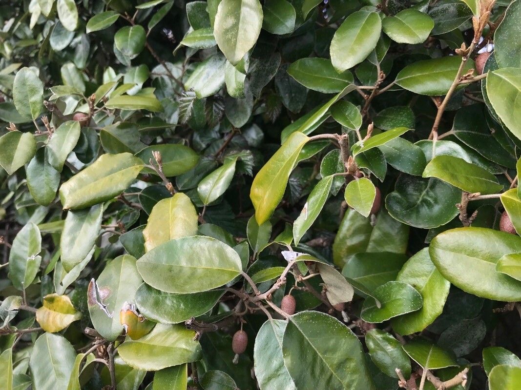 Elaeagnus × reflexa — search result for 'Elaeagnus'