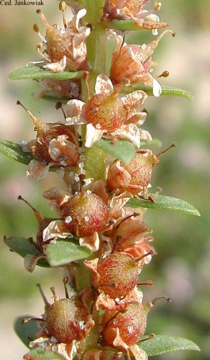 Lysimachia maritima fruit
