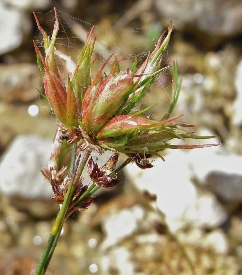 Juncus articulatus flower