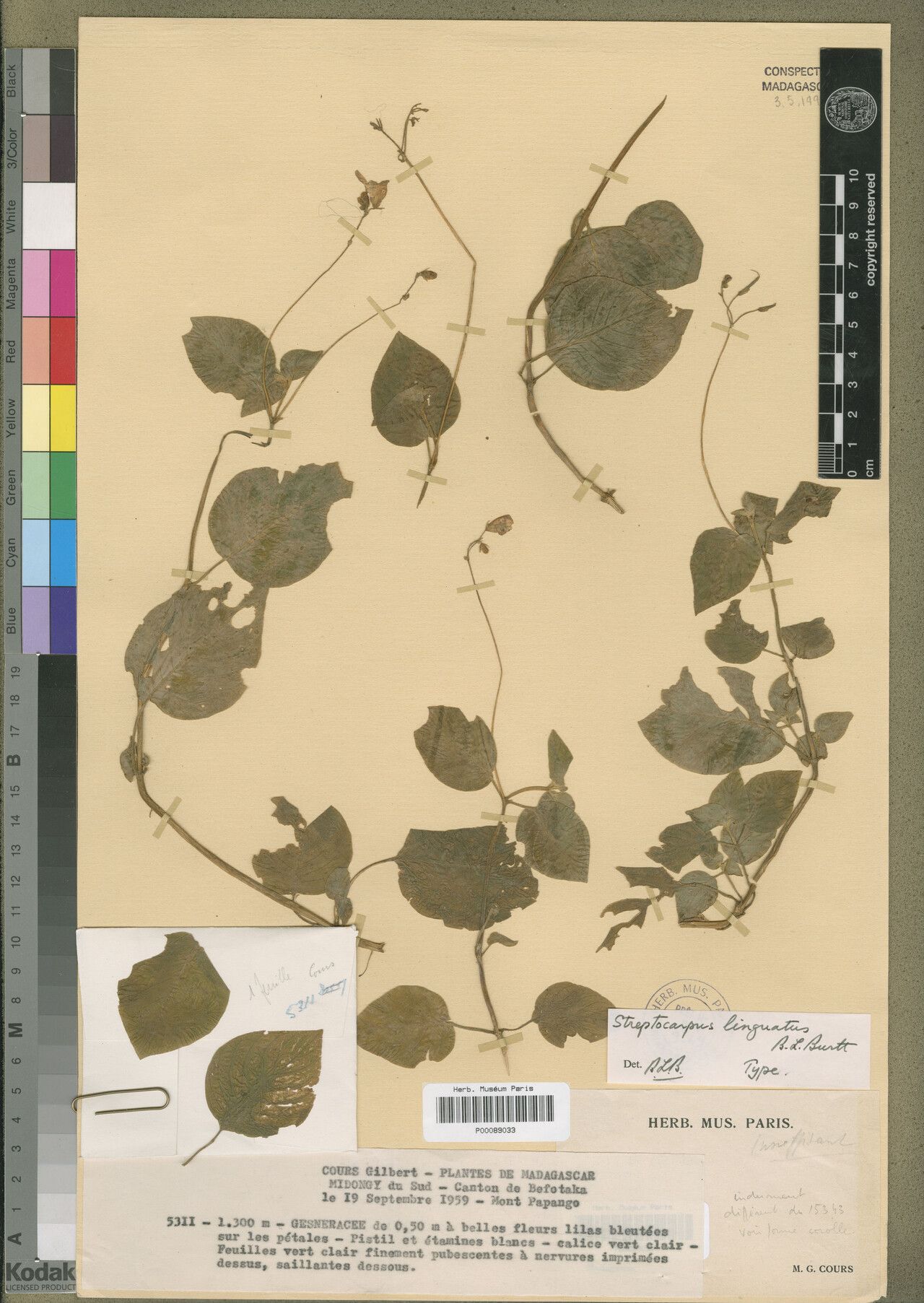 Streptocarpus linguatus — search result for 'Streptocarpus'