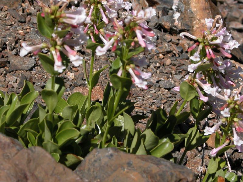 Penstemon tracyi habit