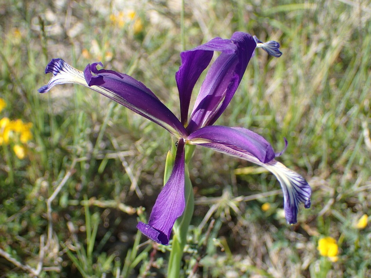 Iris reichenbachiana flower