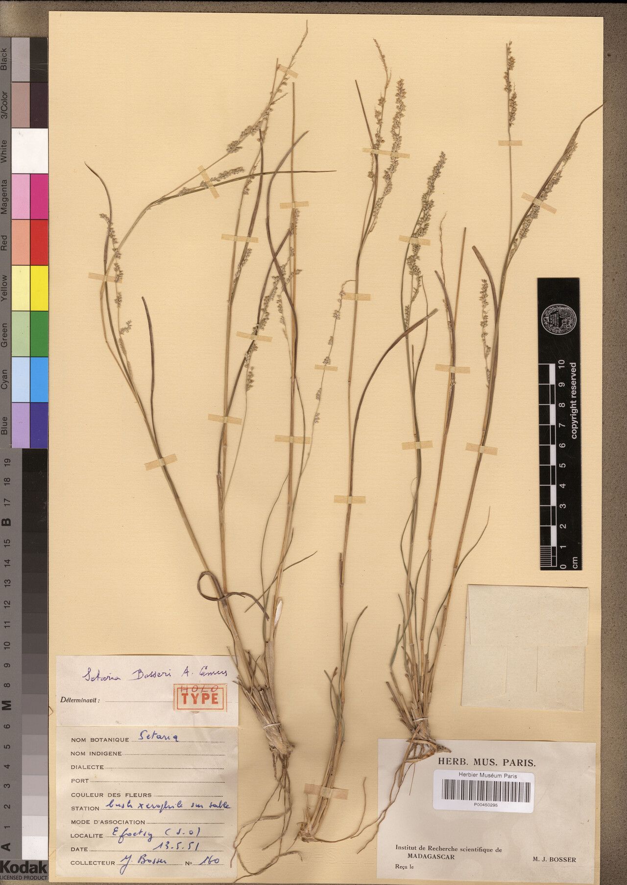 Setaria bosseri — houseplant care guide