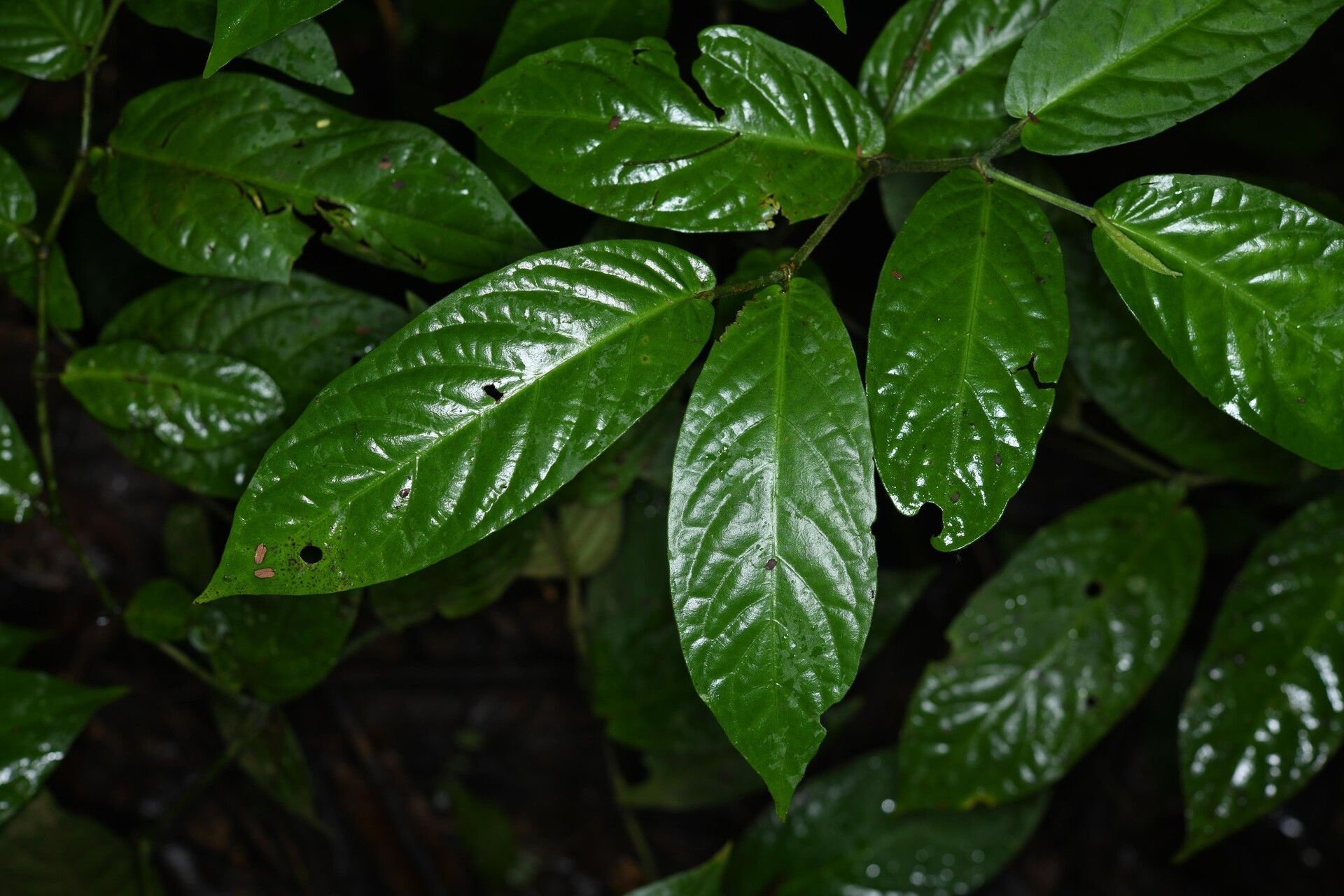 Piper demeraranum — search result for 'Piper'