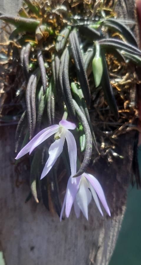 Leptotes unicolor flower
