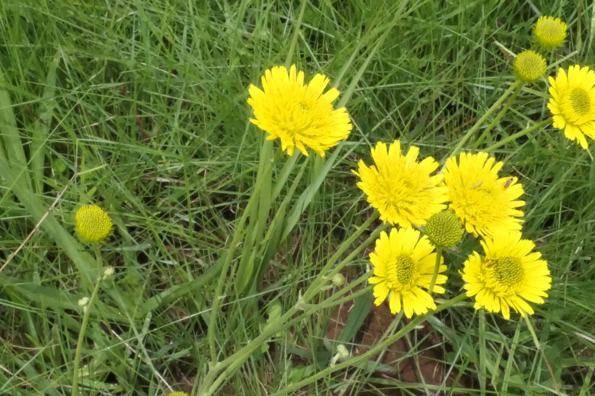 Berkheya setifera habit
