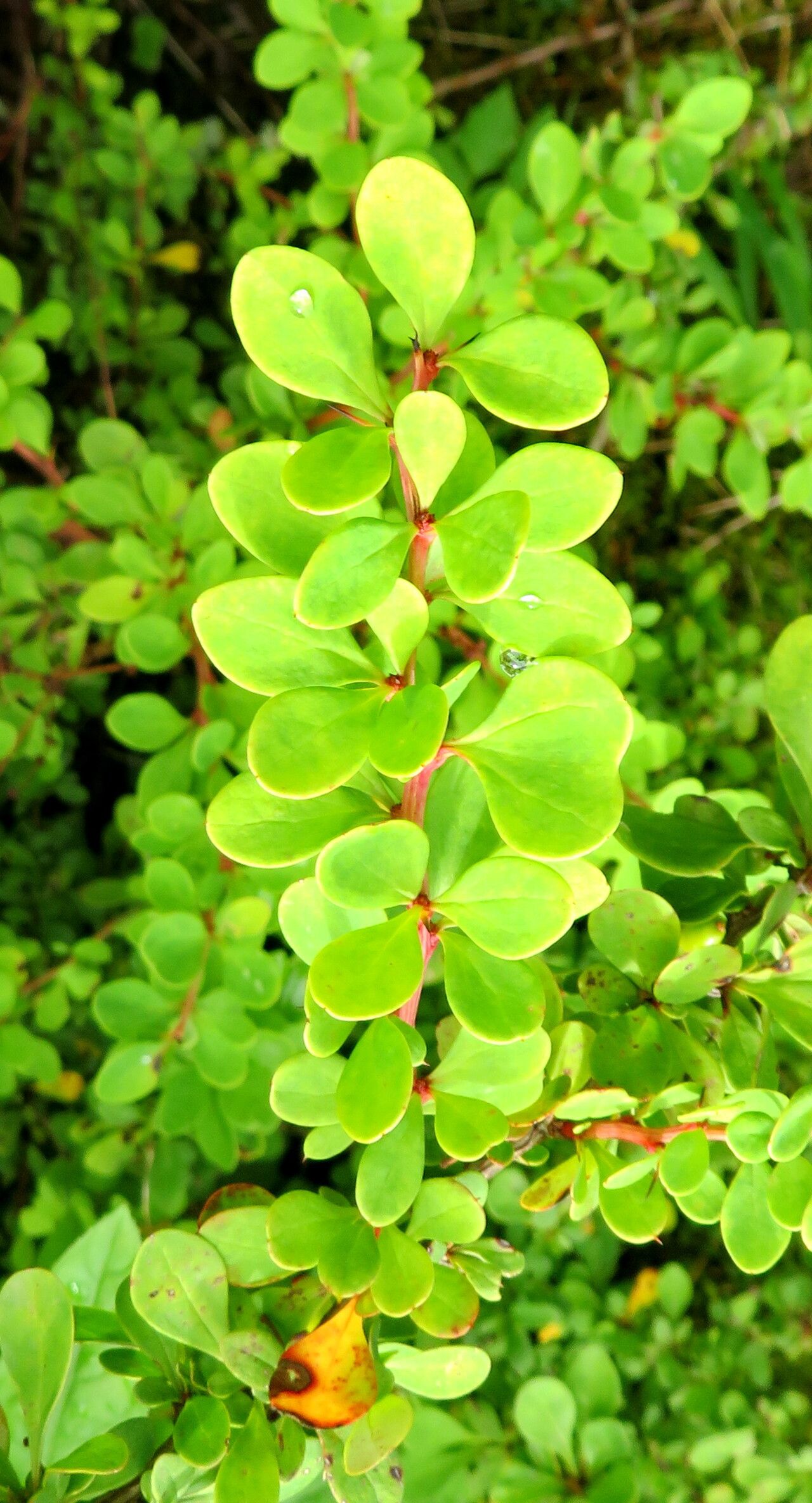 Berberis dictyophylla — houseplant care guide
