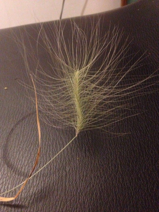 Hordeum jubatum fruit