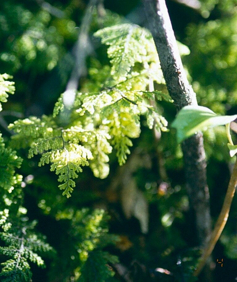 Hymenophyllum plicatum — houseplant care guide