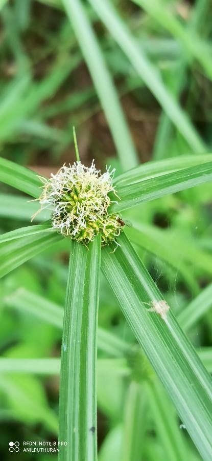 Cyperus aromaticus flower