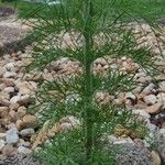 Eupatorium capillifolium