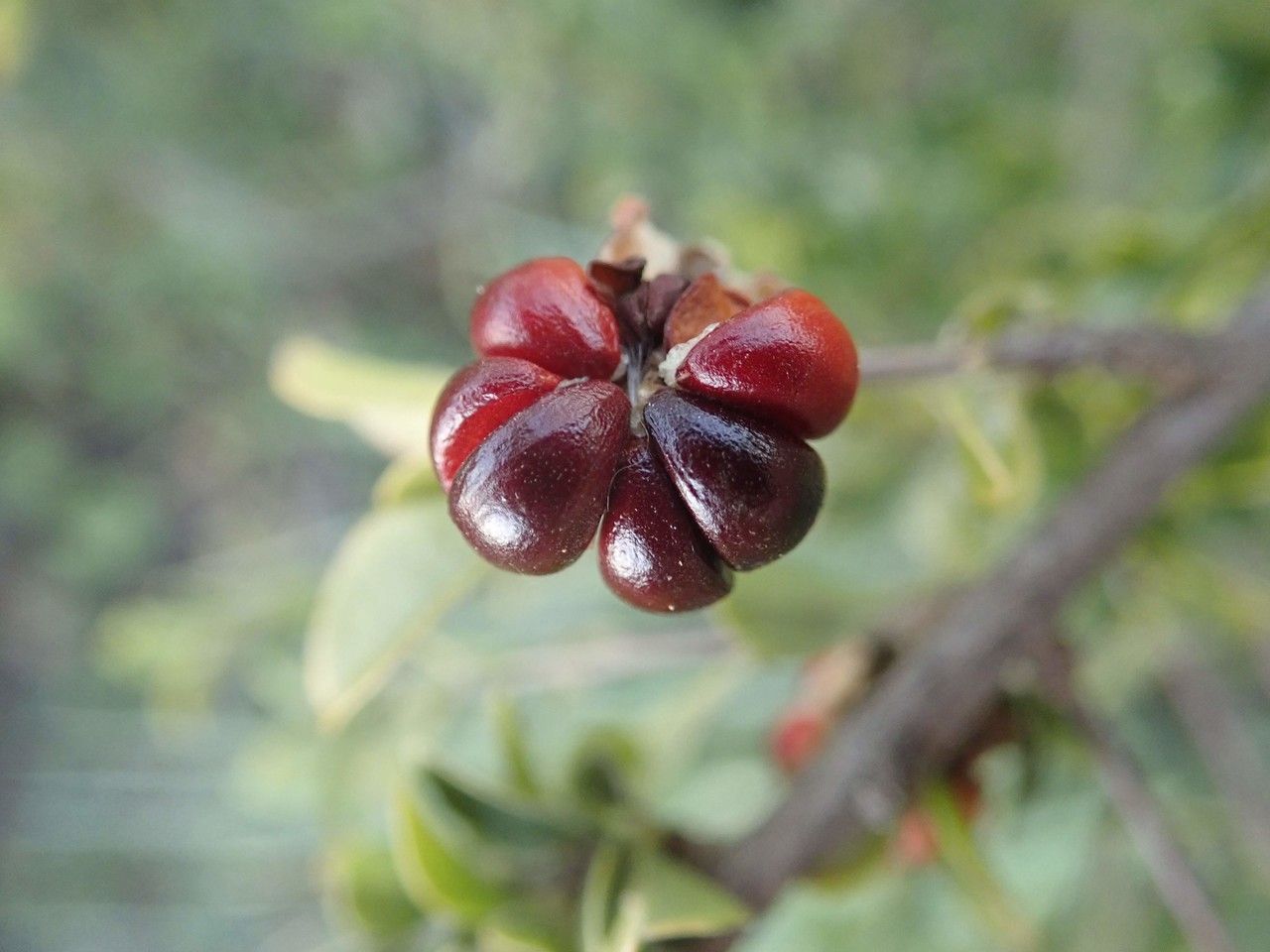 Turraea mombassana fruit